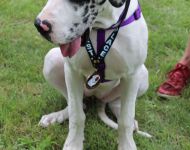 pet parade big dog winner